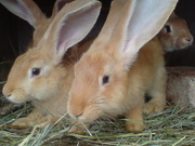 Молодняк кроликов для выращивания и откорма!!!
