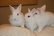 декоративные белые крольчата