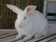 Продам кроликов для разведения