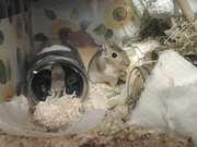 Мышки песчанки ищут порядочную семью!