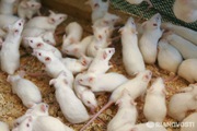Маточное поголовье белых мышей