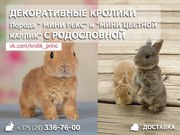 Декоративные кролики с родословной в Минске